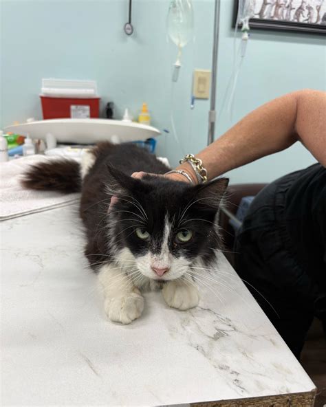 Saving Sage Animal Rescue | 9 more adult cats are safe from the ...