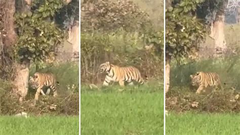 MP News: Tigress Spotted Basking In Sun In Shivpuri Field; Panicked ...