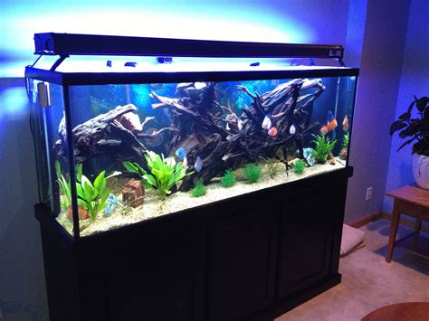 150 Gallon Fish Tank Set Up - Wese Aquarium Fish