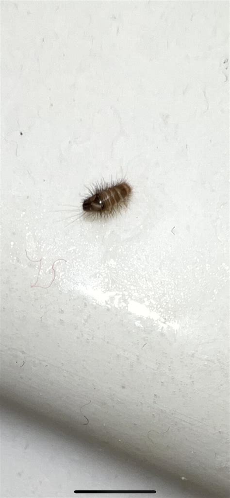 Pretty certain this is a carpet beetle larva, found in my bathroom sink ...