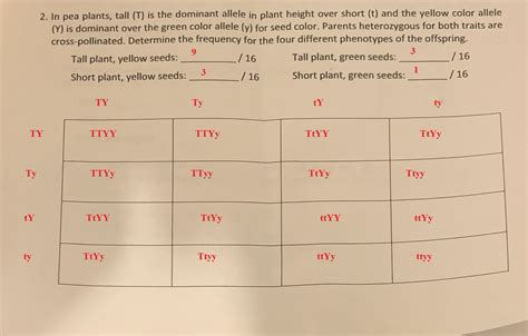 [Solved] 2. In pea plants, tall (T) is the dominant allele in plant height... | Course Hero
