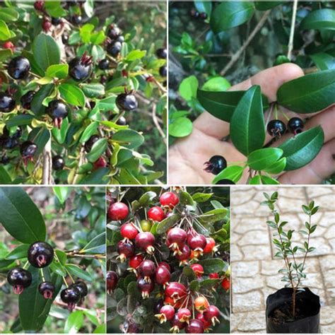 Best Exotic fruit plants in Madurai | Tamil Nadu – veliyathgardens