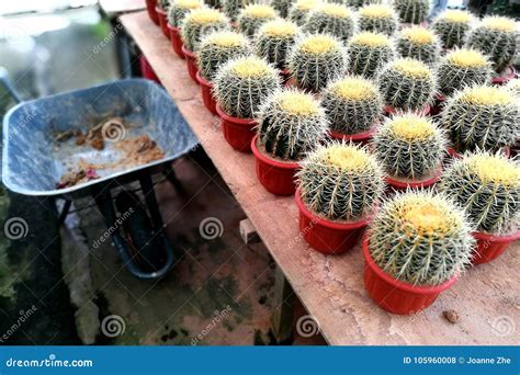 Golden Barrel Cacti for Sale Stock Photo - Image of cacti, nursery ...