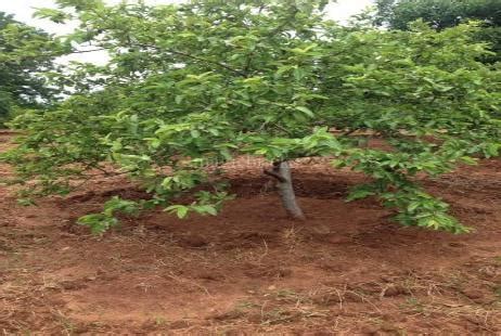 Kalpavruksha Farm Plots in Chilkoor, Hyderabad: Price, Brochure, Floor ...