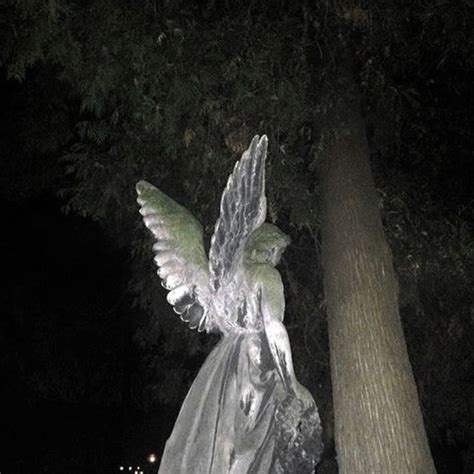 Image result for Modjo Lady Cat