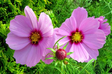 #808538 Cosmos plant, Closeup, Flower-bud, Pink color, Two - Rare ...