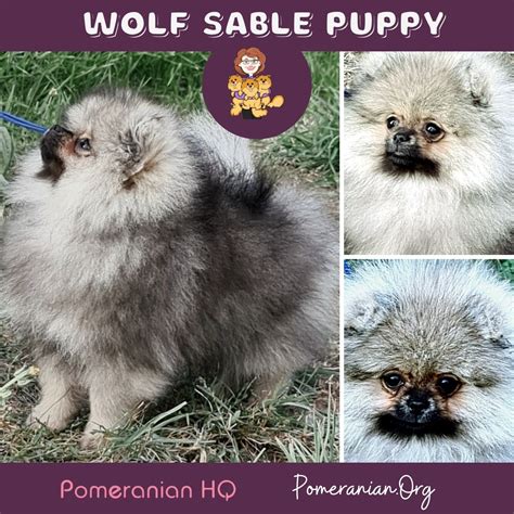 Wolf Sable Pomeranian Puppies Pomeranian Puppy Wolf Sable ID:11162