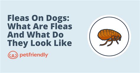 Dog Fleas