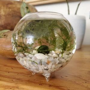 Image result for DIY Java Moss Decorations