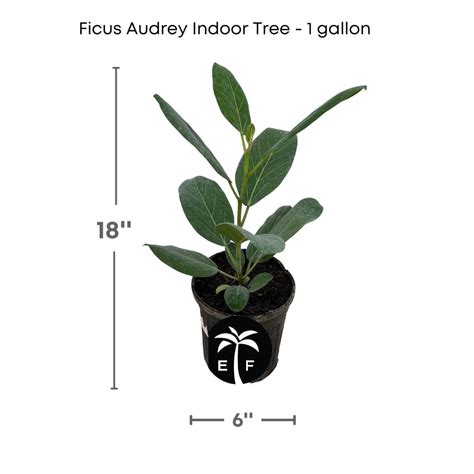 Elegant Ficus Audrey Tree – Everglades Farm