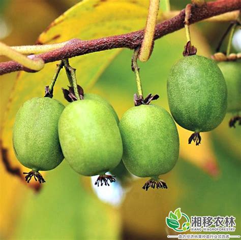 软枣猕猴桃怎么种植？猕猴桃栽培技术-种植技术-中国花木网