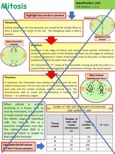 Free Lesson Biology Cell Divison 的图像结果