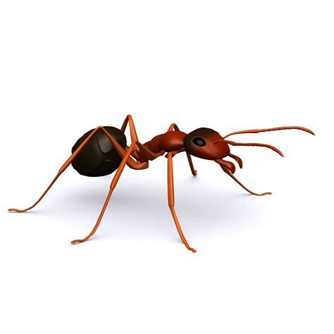 别惹蚂蚁