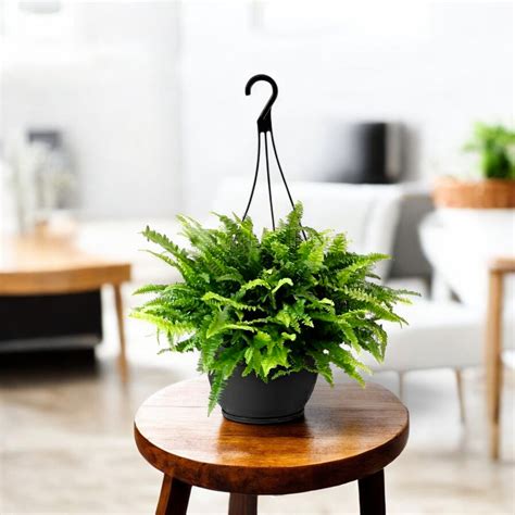 buy hanging plants online at lowest price - plantsguru