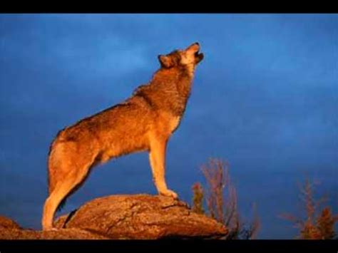 Image result for Wolves Howling Sounds