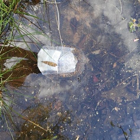 Image result for How to Fix a Turtle Shell