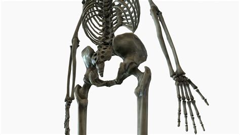 Image result for Model of Skeleton
