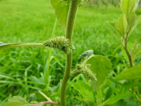 Amaranthus retroflexus - Amaranthaceae