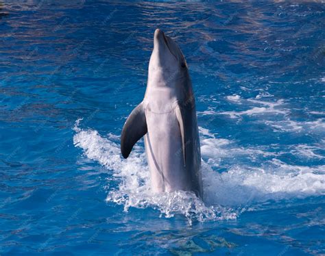 Dolphin 的图像结果