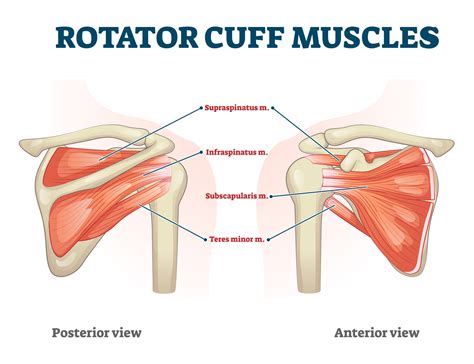 Rotator Cuff Injury Shoulder Pain Frozen Shoulder