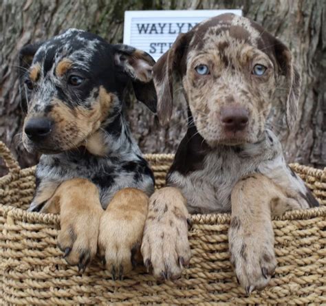 10 cool facts about catahoula leopard dogs – Artofit