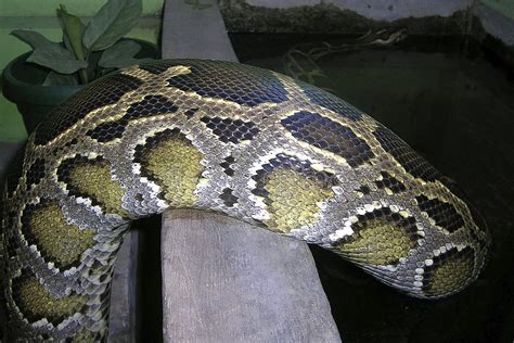 Indian Rock Python Habitat Stock Photos - Free & Royalty-Free Stock Photos from Dreamstime