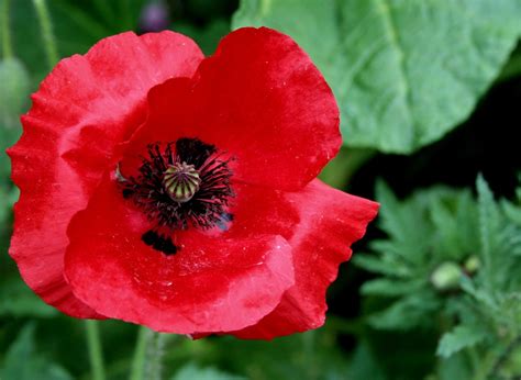 Poppy Seed From Flower at William Emery blog