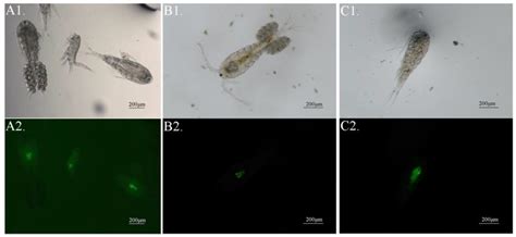 In-Situ Investigation of Copepod Predators of Ichthyophthirius ...