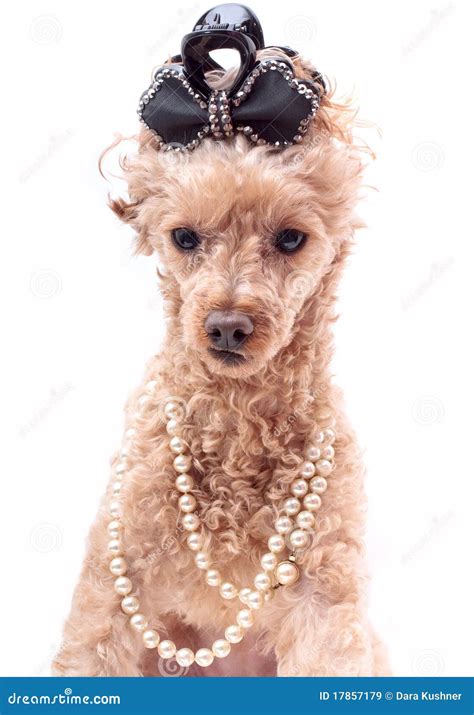 Dog in Pearls stock image. Image of copy, necklace, space - 17857179