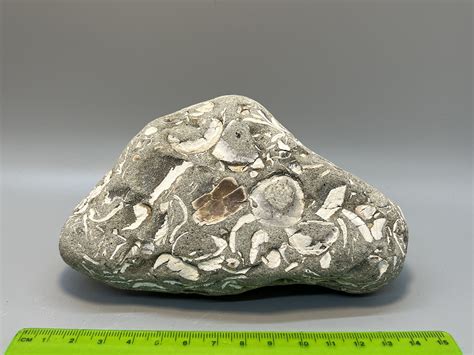 Sedimentary Rock With Fossils