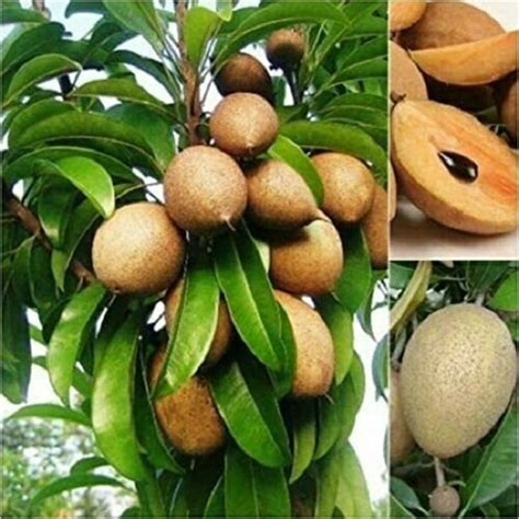 10 SEEDS Sapote Sapodilla Nispero Manilkara Zapota Chiku Makok Tropical ...