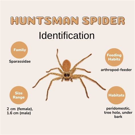 Huntsman Spider: Size, life cycle, Bit, and other facts.