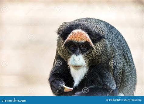 De Brazza`s Monkey, an Attractive Primate with Distinctive Fur Stock ...