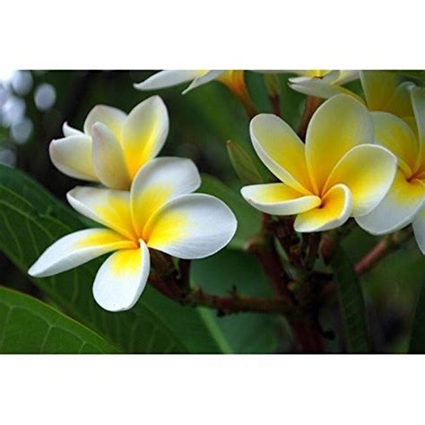 NurseryNature Plumeria Pudica Kavati Chafa Plant : Amazon.in: Garden ...