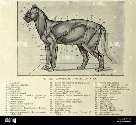 Superficial muscles of a cat . 1903 358 Superficial muscles of a cat ...