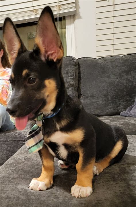 Meet Skip, my corgi dachshund German shepherd pup. : r/Incorgnito