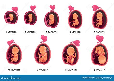 Embryo Month Stage Growth, Fetal Development Vector Flat Infographic Icons. Medical Illustration ...