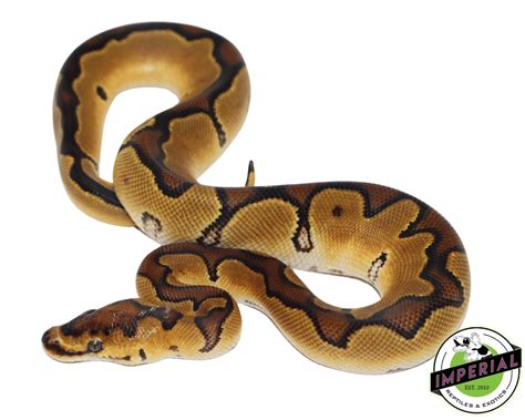 Image result for How Much Is a 1 Foot Ball Python