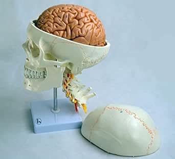Wellden Medical Anatomical Skull Model, with sutures, 7 Cervical ...