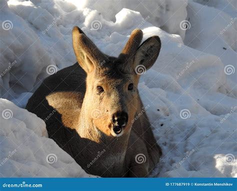 Siberian roe deer. stock image. Image of wildlife, looking - 177687919