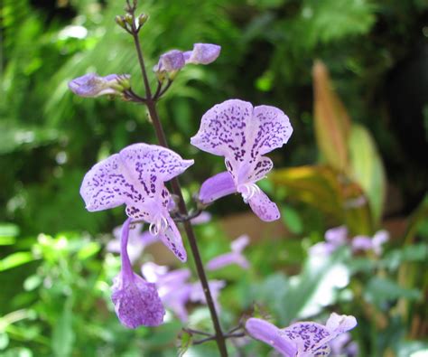 My Dry Tropics Garden: Plectranthus 'Mona Lavender'