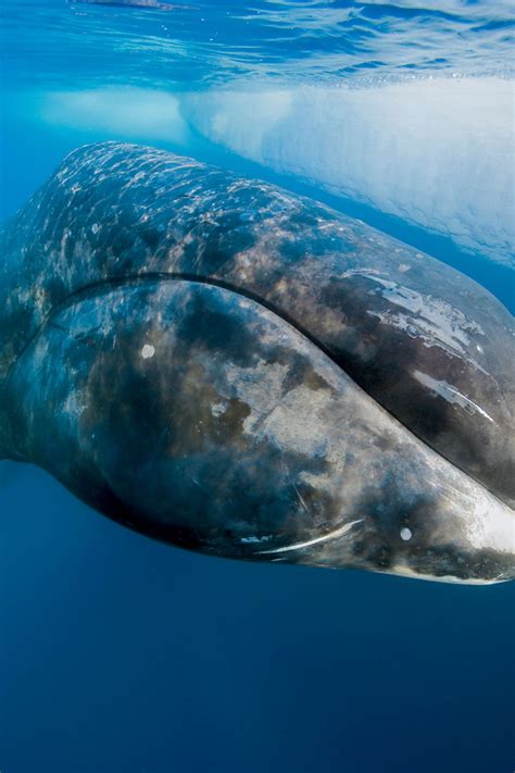 Biggest Animal In The World Alive