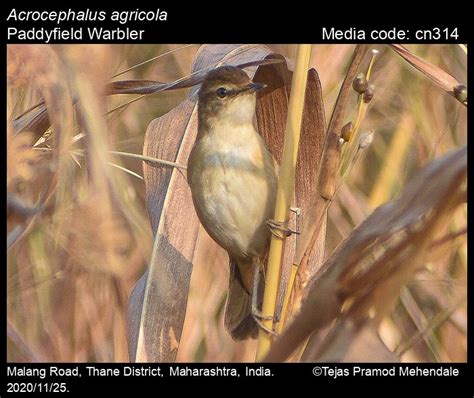Acrocephalus agricola (Jerdon, 1845) - Paddyfield Warbler | Birds