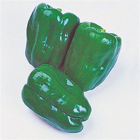 Different Types Of Green Bell Peppers Set Fresh Green Bell Peppers