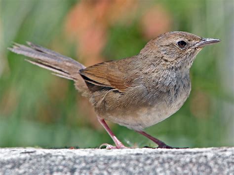 Taiwan Bush Warbler - eBird