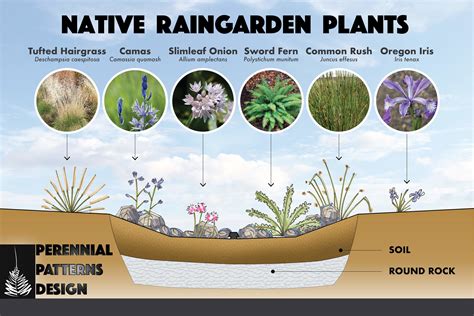 Rain Garden Design Guidelines at Sophie Peters blog