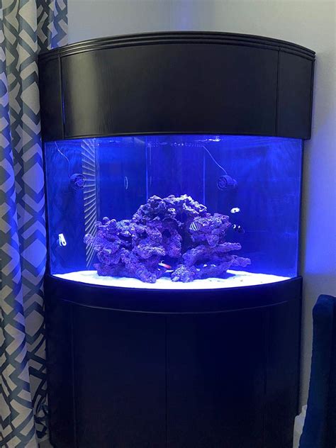 Bow Front Corner Aquarium - Aquariumia