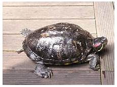 tortue eau douce aquarium tortue aquatique wikip 233 dia tortue eau douce aquarium tortue aquatique wikip 233 dia