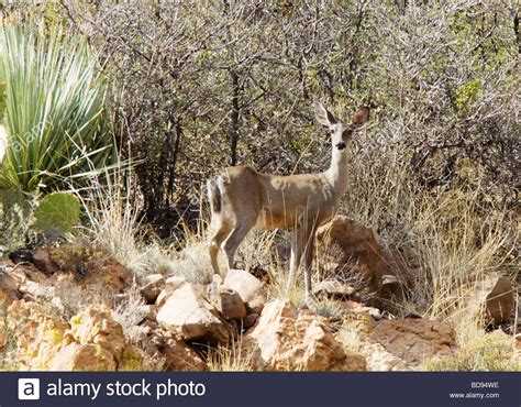 Image result for Arizona Insurance License