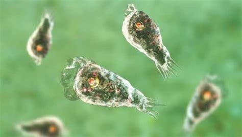 19 Dead In Kerala As Rare ‘Brain-Eating Amoeba’ Spreads— Check These 5 ...